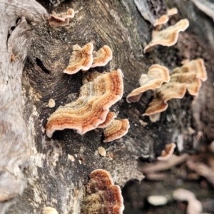 Xylobolus illudens at Rockton, NSW - 22 Oct 2022