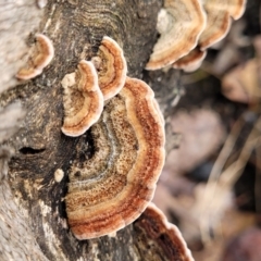 Xylobolus illudens at Rockton, NSW - 22 Oct 2022