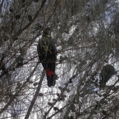 Calyptorhynchus lathami lathami (Glossy Black-Cockatoo) at Watson, ACT - 24 Jan 2005 by waltraud