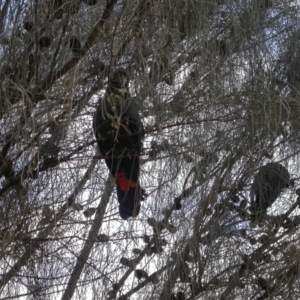 Calyptorhynchus lathami lathami at Watson, ACT - 24 Jan 2005