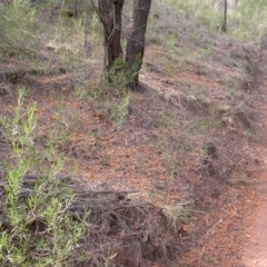 Calyptorhynchus lathami lathami at Watson, ACT - suppressed