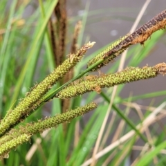 Carex polyantha (A Sedge) at Rockton, NSW - 22 Oct 2022 by trevorpreston