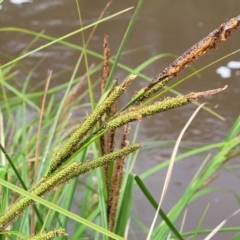 Carex polyantha at Rockton, NSW - 22 Oct 2022