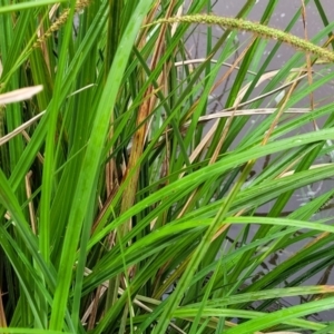 Carex polyantha at Rockton, NSW - 22 Oct 2022 11:47 AM