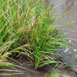 Carex polyantha at Rockton, NSW - 22 Oct 2022 11:47 AM