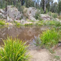 Carex polyantha at Rockton, NSW - 22 Oct 2022 11:47 AM