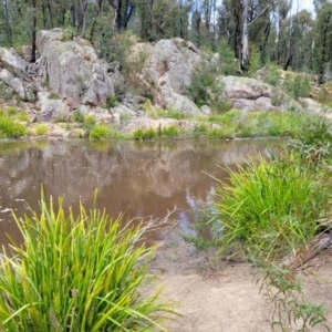 Carex polyantha at Rockton, NSW - 22 Oct 2022