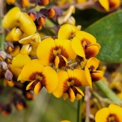 Daviesia mimosoides subsp. mimosoides at South East Forest National Park - 22 Oct 2022 by trevorpreston