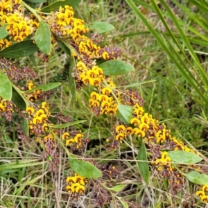 Daviesia mimosoides subsp. mimosoides at Rockton, NSW - 22 Oct 2022 11:45 AM