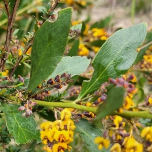 Daviesia mimosoides subsp. mimosoides at Rockton, NSW - 22 Oct 2022