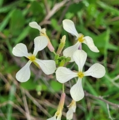 Raphanus raphanistrum (Wild Radish, Jointed Charlock) at Rockton, NSW - 22 Oct 2022 by trevorpreston