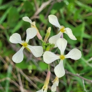 Raphanus raphanistrum at Rockton, NSW - 22 Oct 2022