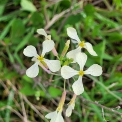 Raphanus raphanistrum at Rockton, NSW - 22 Oct 2022