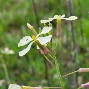 Raphanus raphanistrum at Rockton, NSW - 22 Oct 2022