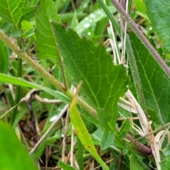 Raphanus raphanistrum at Rockton, NSW - 22 Oct 2022