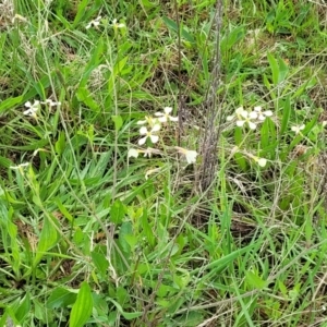 Raphanus raphanistrum at Rockton, NSW - 22 Oct 2022