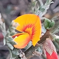 Mirbelia oxylobioides (Mountain Mirbelia) at Palarang, NSW - 22 Oct 2022 by trevorpreston