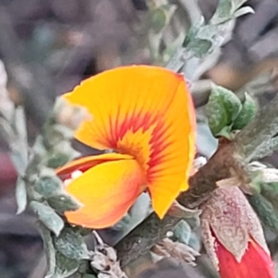 Mirbelia oxylobioides (Mountain Mirbelia) at Palarang, NSW - 22 Oct 2022 by trevorpreston