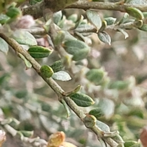 Mirbelia oxylobioides at Palarang, NSW - 22 Oct 2022