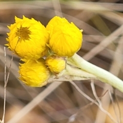 Chrysocephalum apiculatum (Common Everlasting) at Palarang, NSW - 21 Oct 2022 by trevorpreston