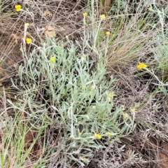 Chrysocephalum apiculatum at Palarang, NSW - 22 Oct 2022 10:37 AM