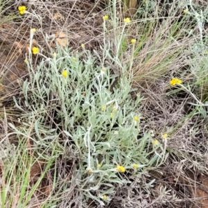 Chrysocephalum apiculatum at Palarang, NSW - 22 Oct 2022