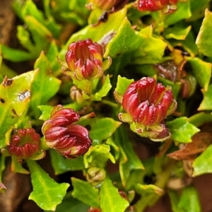 Dodonaea procumbens at Palarang, NSW - 22 Oct 2022