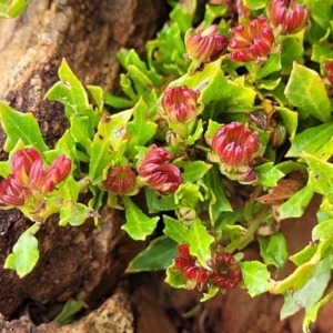 Dodonaea procumbens at Palarang, NSW - 22 Oct 2022