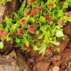 Dodonaea procumbens at Palarang, NSW - 22 Oct 2022