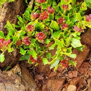 Dodonaea procumbens at Palarang, NSW - 22 Oct 2022