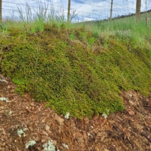 Dodonaea procumbens at Palarang, NSW - 22 Oct 2022