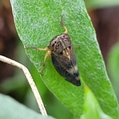 Neotartessus flavipes (A leafhopper) at Bombala, NSW - 22 Oct 2022 by trevorpreston