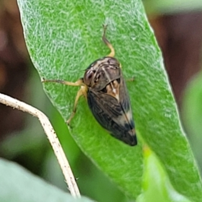 Neotartessus flavipes (A leafhopper) at Bombala, NSW - 22 Oct 2022 by trevorpreston