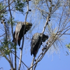 Calyptorhynchus lathami (Glossy Black-Cockatoo) at Watson, ACT - 24 Aug 2005 by waltraud