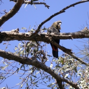 Calyptorhynchus lathami lathami at Watson, ACT - 24 Aug 2005