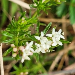 Asperula conferta (Common Woodruff) at Bombala, NSW - 22 Oct 2022 by trevorpreston