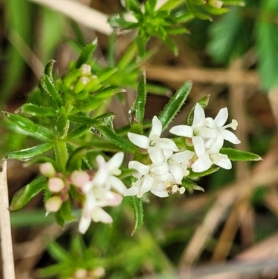 Asperula conferta (Common Woodruff) at Bombala, NSW - 22 Oct 2022 by trevorpreston