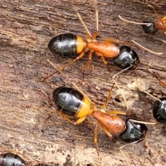 Camponotus consobrinus (Banded sugar ant) at Bombala, NSW - 21 Oct 2022 by trevorpreston
