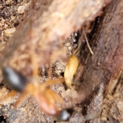 Camponotus consobrinus at Bombala, NSW - 22 Oct 2022