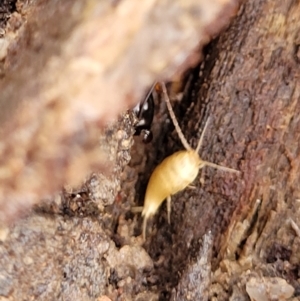 Atelurinae (subfamily) at Bombala, NSW - 22 Oct 2022 10:01 AM