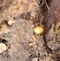 Atelurinae (subfamily) at Bombala, NSW - 22 Oct 2022