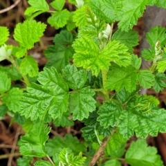 Rubus parvifolius (Native Raspberry) at Bombala, NSW - 22 Oct 2022 by trevorpreston