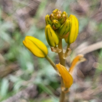Bulbine bulbosa (Golden Lily) at Bombala, NSW - 21 Oct 2022 by trevorpreston