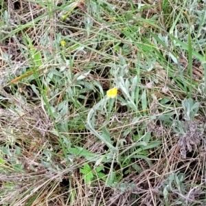 Chrysocephalum apiculatum at Bombala, NSW - 22 Oct 2022