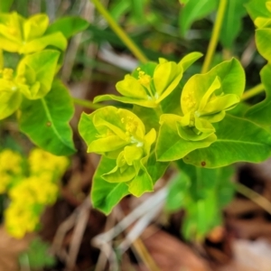 Euphorbia oblongata at Bombala, NSW - 22 Oct 2022 09:49 AM