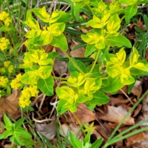 Euphorbia oblongata at Bombala, NSW - 22 Oct 2022 09:49 AM