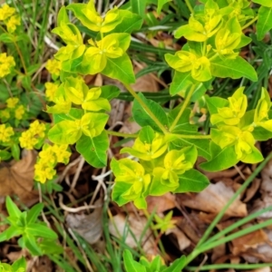 Euphorbia oblongata at Bombala, NSW - 22 Oct 2022 09:49 AM