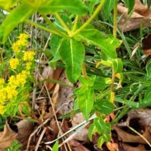 Euphorbia oblongata at Bombala, NSW - 22 Oct 2022