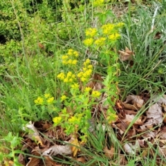 Euphorbia oblongata at Bombala, NSW - 22 Oct 2022 09:49 AM