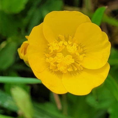 Ranunculus lappaceus (Australian Buttercup) at Bombala, NSW - 21 Oct 2022 by trevorpreston